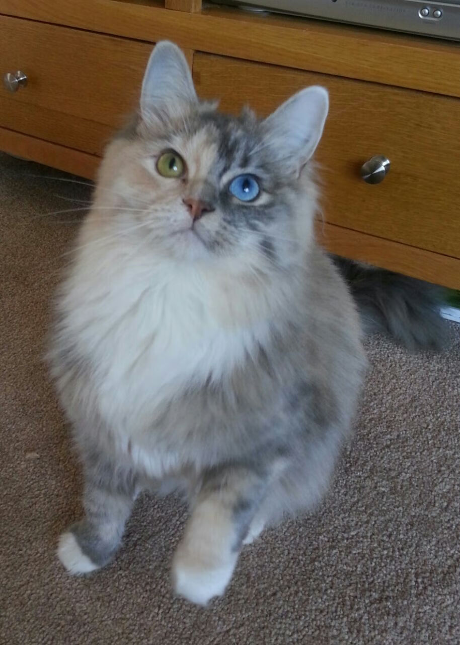 赛道与球场的双重奏,F1巴林揭幕战与鹈鹕速胜步行者的战术启示