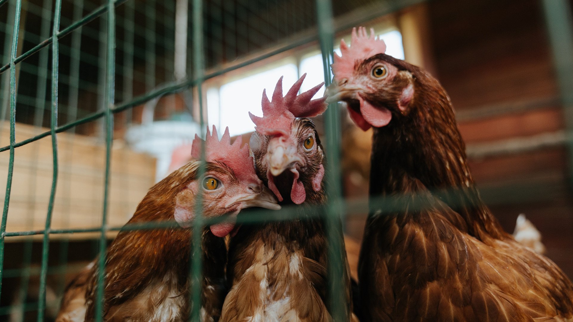 战术制胜，奥地利体系化压制澳大利亚，奥亚尔萨瓦尔诠释现代攻防转换艺术